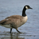 Goose